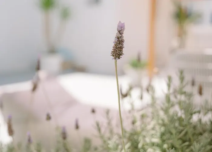 格罗索斯酒店 Páros