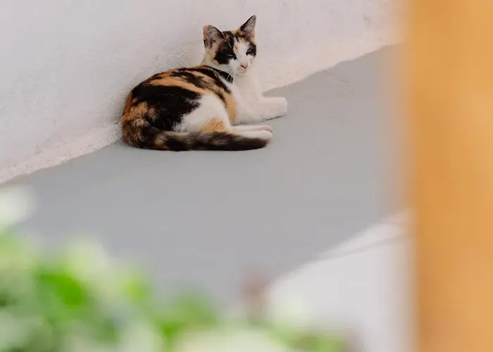 Grozos Guest house 4*